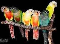 طوطی گرینچیک