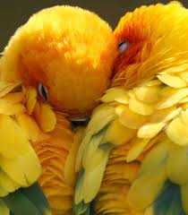 سهره قناری بخون